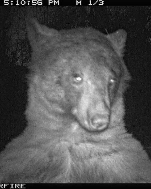 Un ós es fa més de 400 selfies amb una cambra del bosc