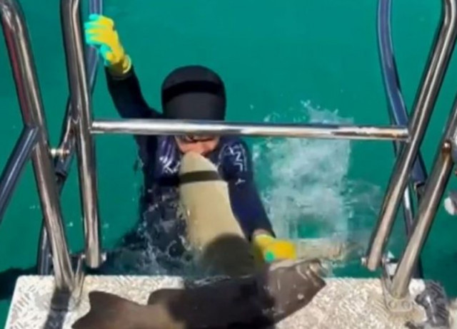 VÍDEO: Un tauró ataca un nen mentre s'està pujant al vaixell