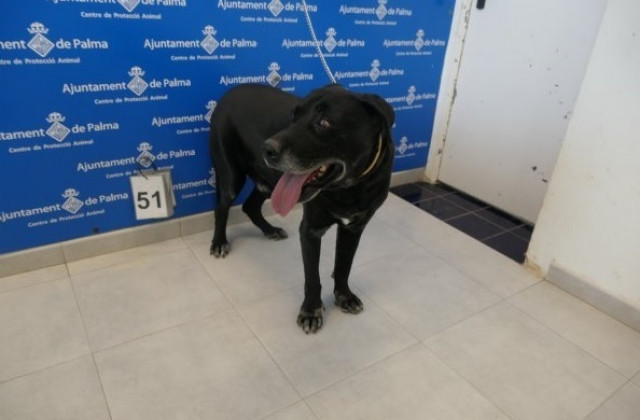 EuropaPress 4964614 perro rescatado cuando entro centro municipal recuperacion animal son reus