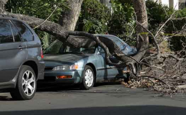 Mor una dona aixafada per un arbre