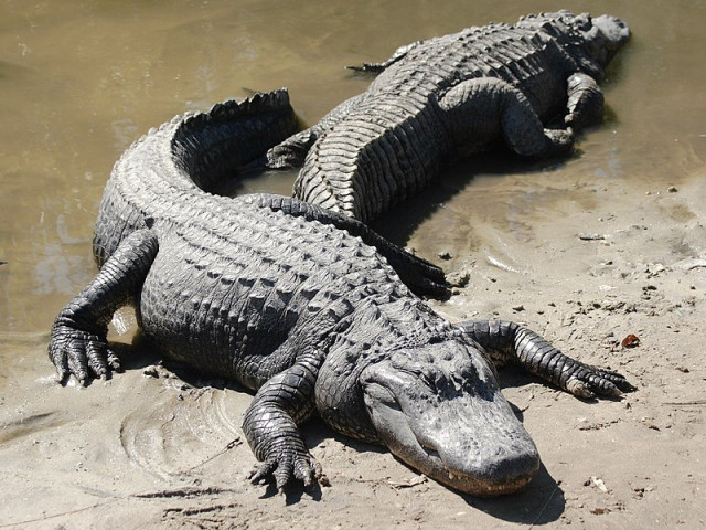 Un caiman mata una dona que intentava salvar el seu gos