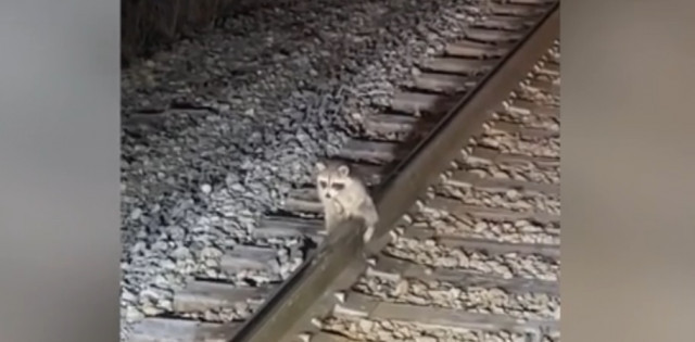 Els testicles d'un ós rentador es queden enganxats a una via del tren pel brusc descens de les temperatures