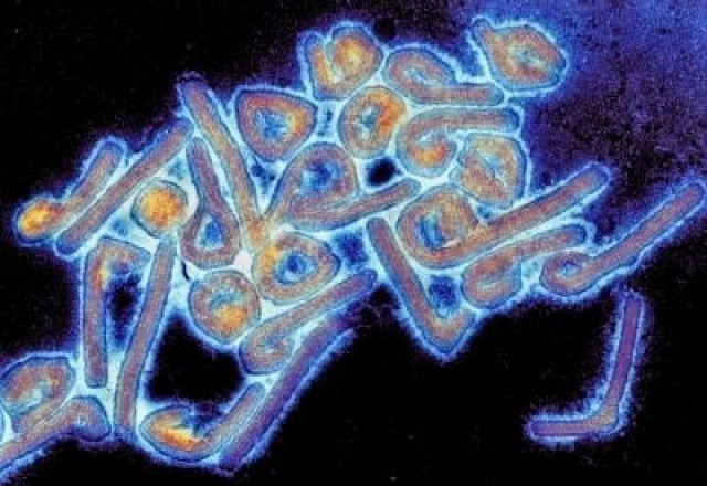 EuropaPress 4562961 virus marburgo