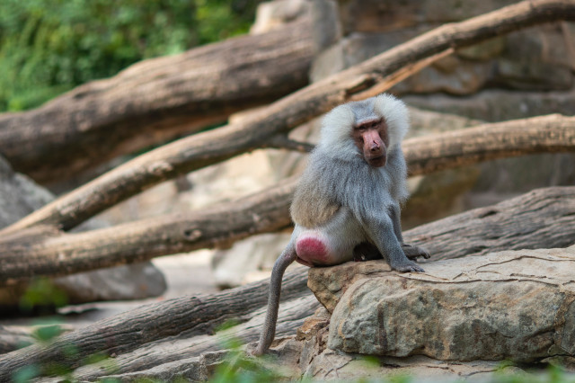 Babuïns agressius llancen roques contra els turistes a Sud-àfrica i els trenquen les cames