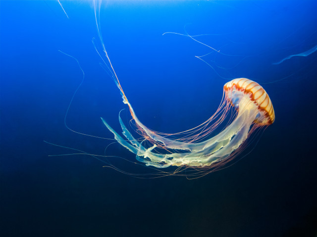 JeffreyhamiltonJtVyK2Sej2Iunsplash1