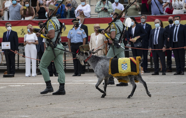 La cabra de la Legió i la mula i el bou del pessebre vivent es lliuren de la Llei de Benestar Animal i podran actuar