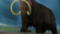 Científics creen una mandonguilla de mamut llanut... però no s'atreveixen a menjar-la