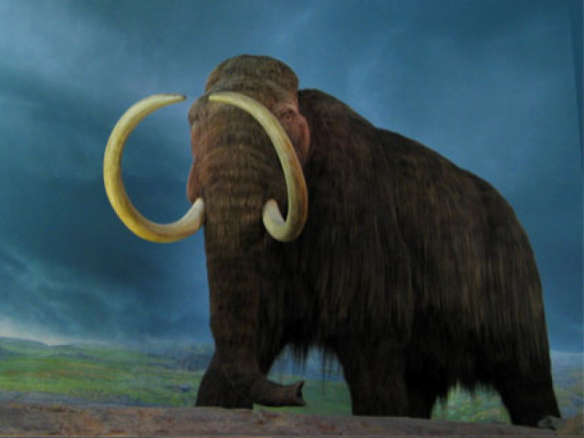 Científics creen una mandonguilla de mamut llanut... però no s'atreveixen a menjar-la