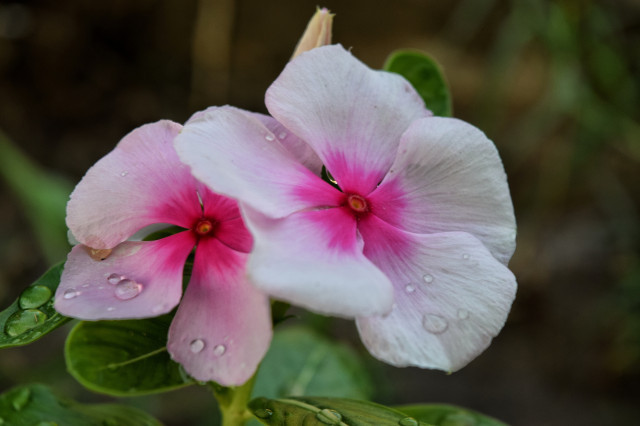 Científics descobreixen que les plantes poden parlar i graven el so que fan quan es moren de set