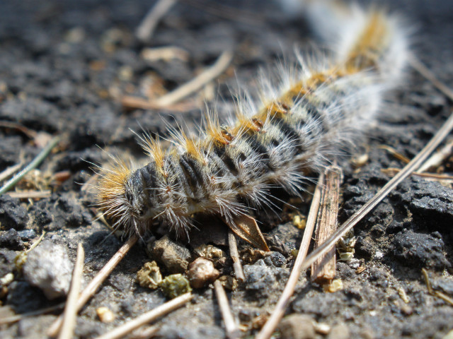 Thaumetopoea pityocampa larva