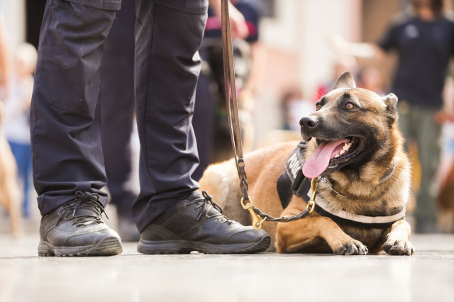 EuropaPress 4771121 perro tumbado suelo clausura encuentros unidades caninas policias locales