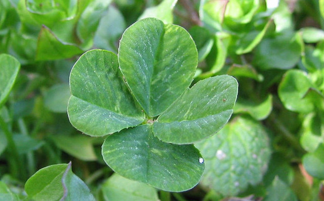 Científics espanyols descobreixen un mètode per evitar la mort de les plantes per culpa de la sequera