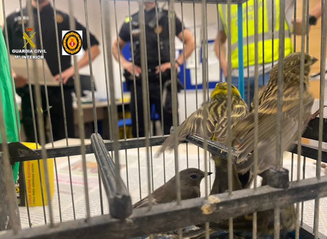 Dos veïns de Tortosa són investigats per capturar aus protegides amb cola