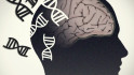 Un estudi permet pronosticar si un ancià en bon estat cognitiu desenvoluparà Alzheimer