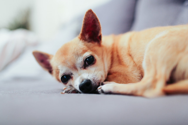 AliciagauthierKJDhTtPCveIunsplash