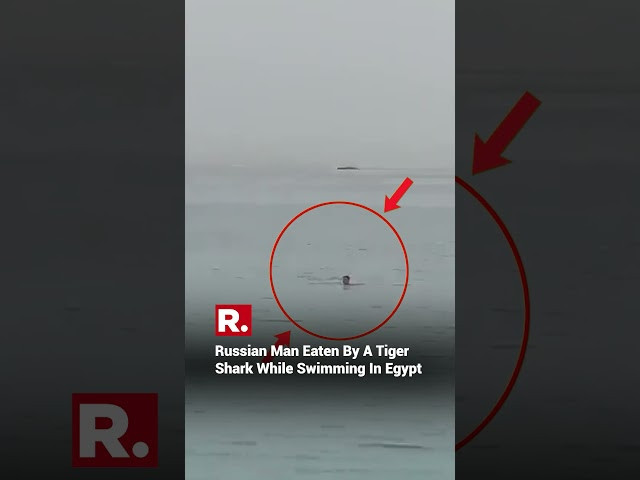 Russian Man Eaten By A Tiger Shark While Swimming In Egypt | #shorts