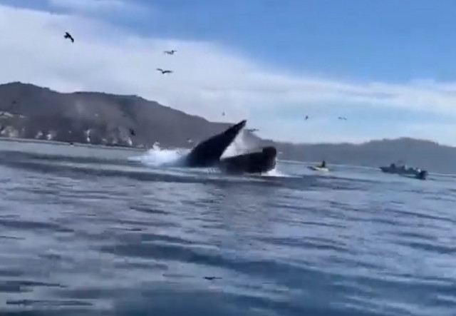 Catalunyapressballena