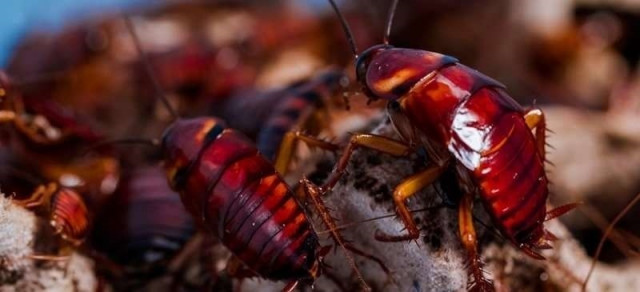 EuropaPress 1566179 genoma cucaracha americana explica don adaptacion