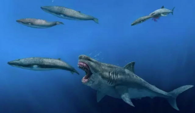 Catalunyapressmegalodon
