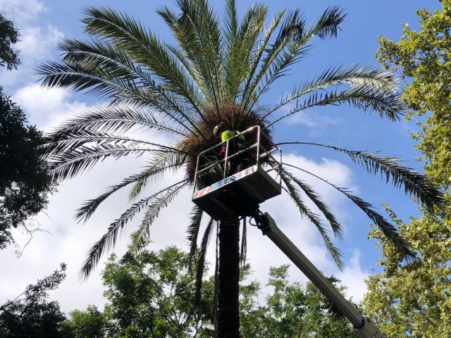 EuropaPress 5374418 revision palmera miercoles plaza pes palla barcelona