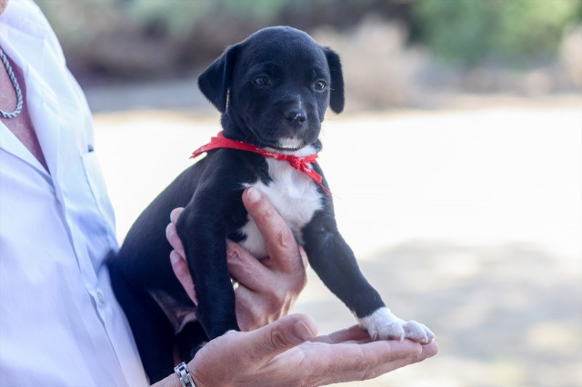 EuropaPress 5372921 perro visita instalaciones integral acogida animales ciaam consejero medio 1