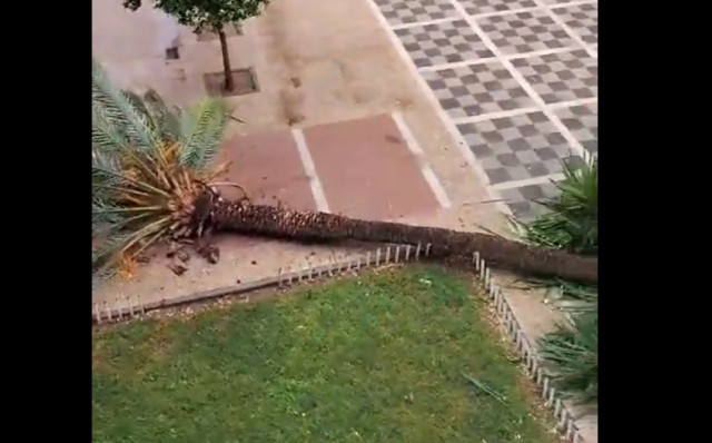Palmera