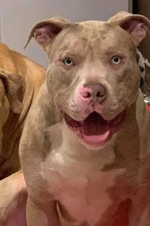 0 BrandonHaydenandAmySalterJailedforbeinginchargeofdogcalledBeastthatkilled10YearOld1 1