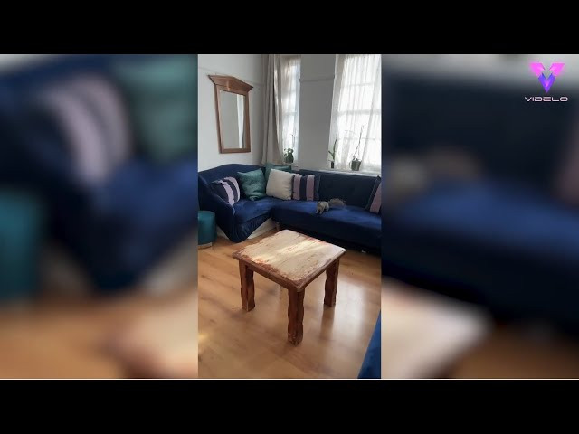 Esta ardilla provoca el caos al colarse dentro de una casa