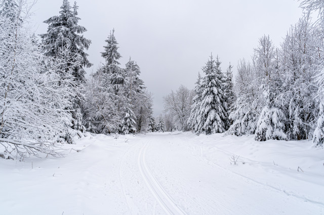 Paisajecarreteraselvanegracubiertaarbolesnievealemania