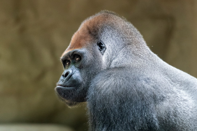 EuropaPress 5740902 gorila xebo zoo barcelona