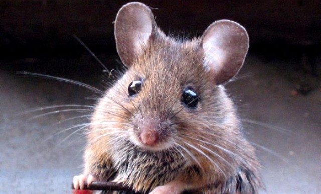 Ratones 1