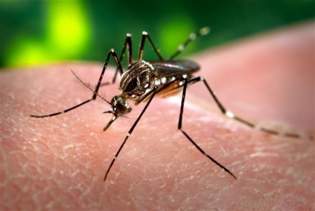Zika 13 1