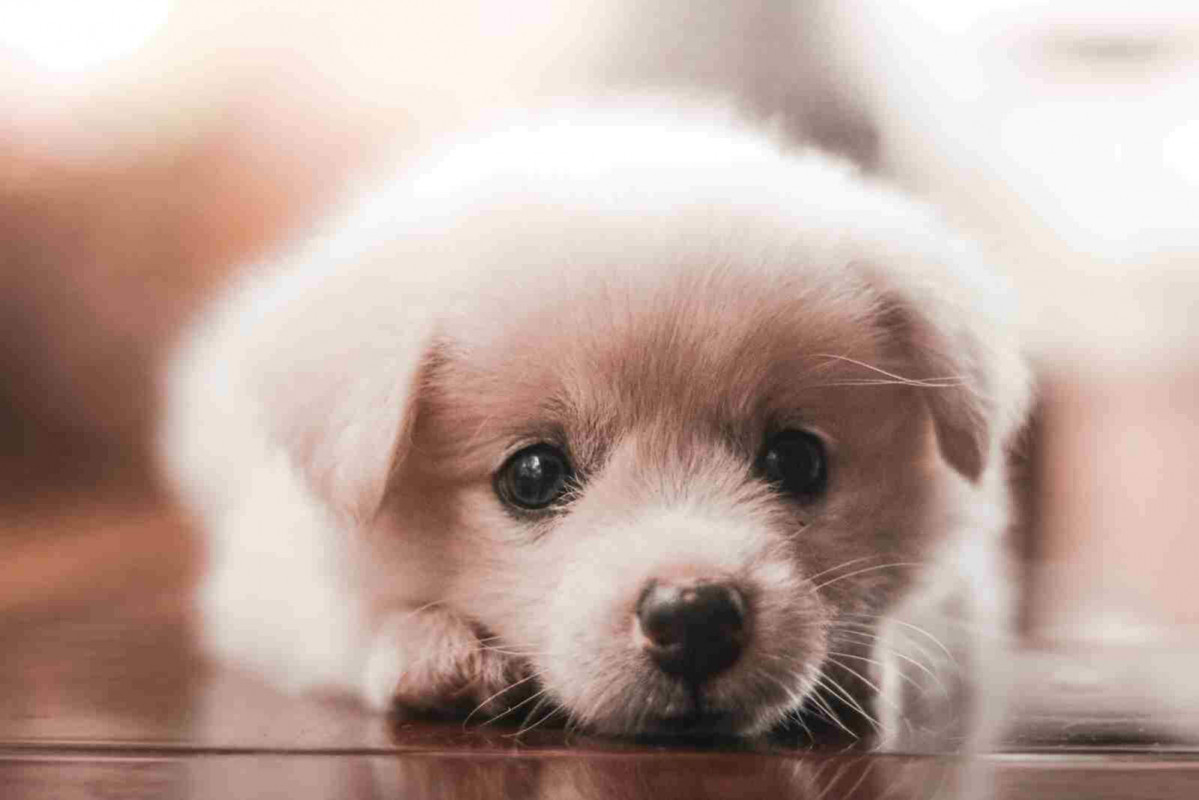 Cachorro 1600 1067