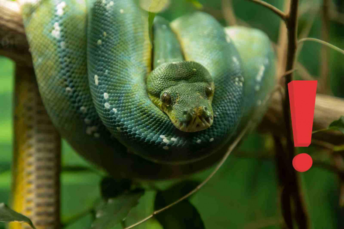 Alerta serpiente 1600 1067