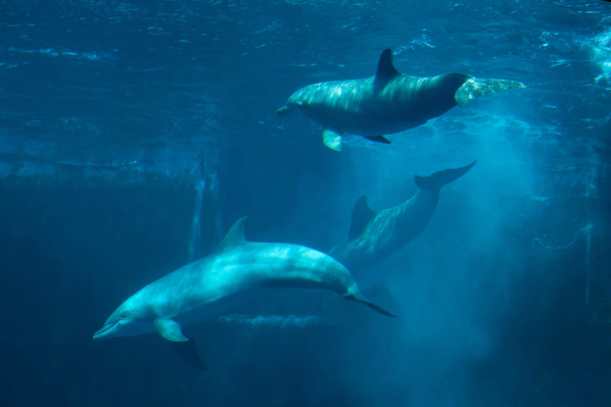 Europapress 2192946 common bottlenose dolphin tursiops truncatus 1600 1067