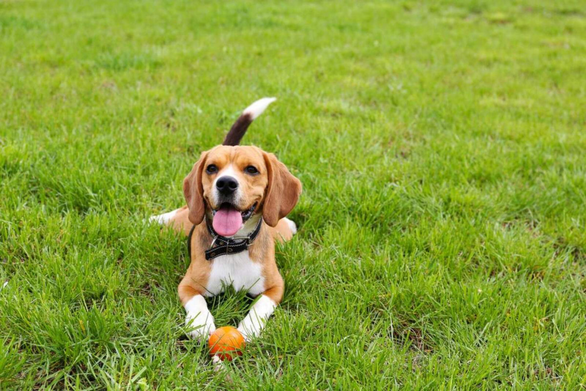 Perro feliz 1600 1067