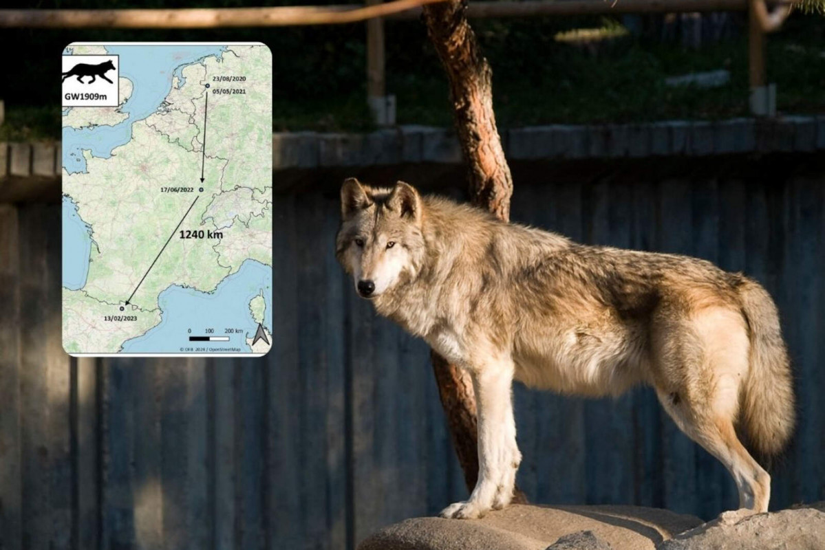 Lobo 1600 1067