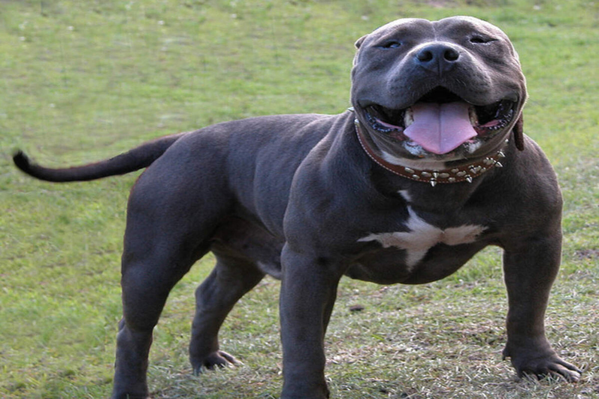 American bully 1600 1067