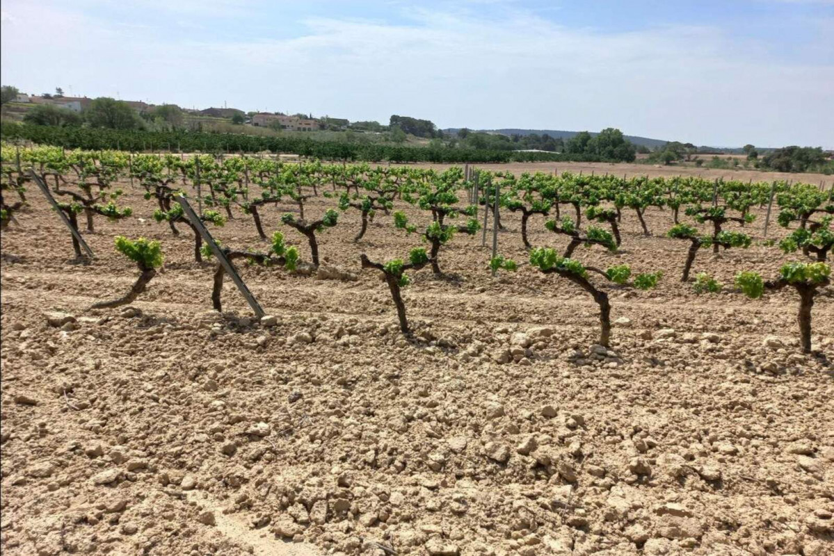 Europapress 5345004 vinedo catalunya 1600 1067