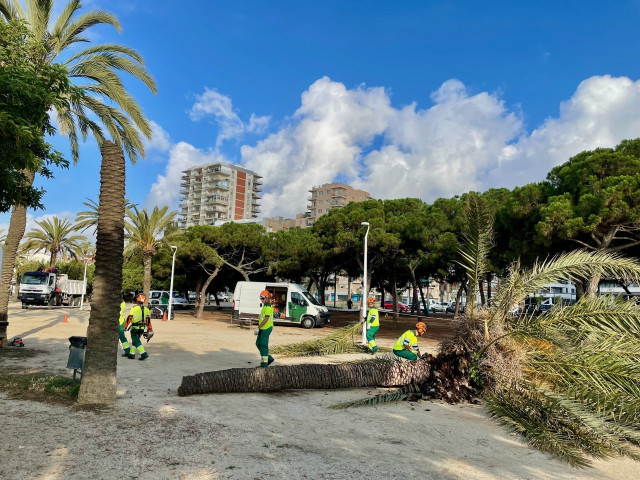 Mataró canvia 17 palmeres del passeig Marítim per evitar que caiguin