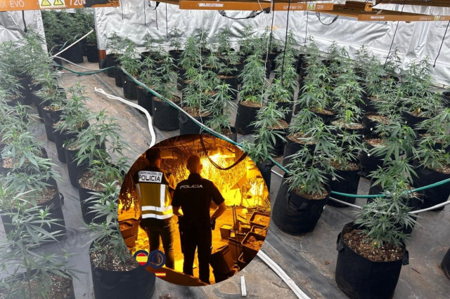 Detenen sis persones pel cultiu de marihuana a Reus