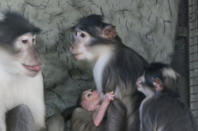 Neix al Zoo de Barcelona una nova cria de mangabei, espècie en perill d'extinció