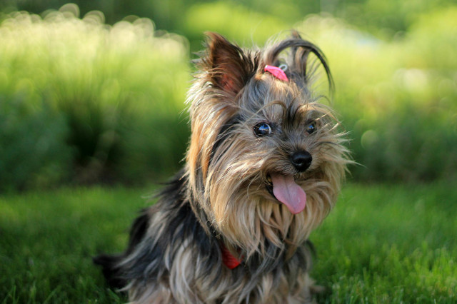 Un yorkshire terrier de 5 quilos sobreviu a un atac de tauró