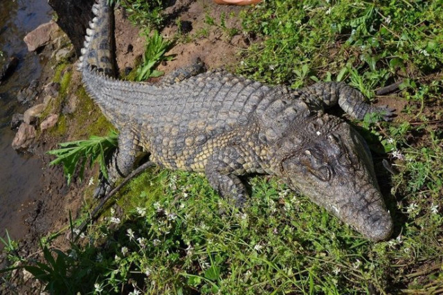 Un cocodril ataca i fereix de gravetat el seu cuidador en un zoo de Jerusalem