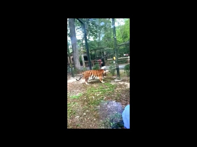 VÍDEO | Una dona salta la tanca d'un zoo i es mofa d'un trigre