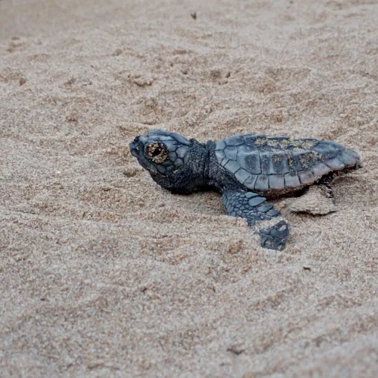 Augmenten a 86 les tortugues babaua nascudes al niu de la platja de la Savinosa de Tarragona