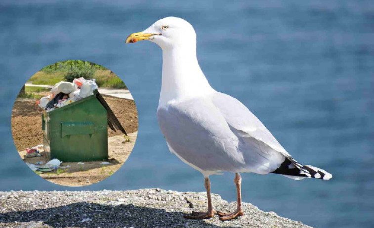 ¡Increïble! Ensenyen les gavines a netejar les platges amb un sorprenent mètode