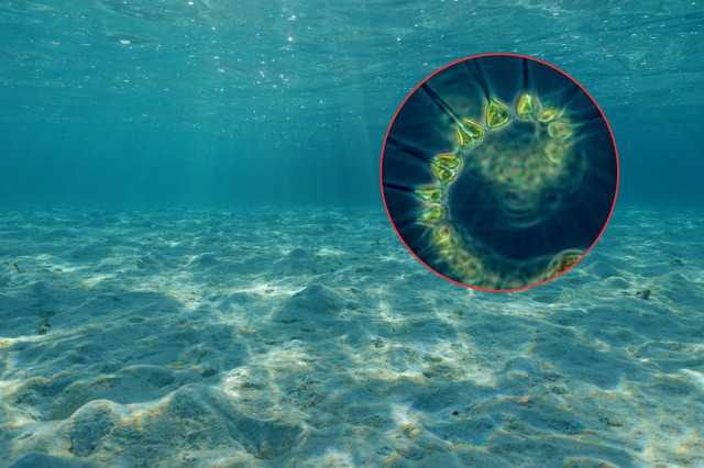 Un 'bosc' de fitoplàncton al mar podria ser la solució al canvi climàtic