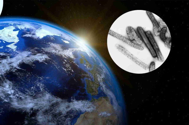 Un brot d'un virus amb una mortalitat del 88% posa en alerta la comunitat internacional