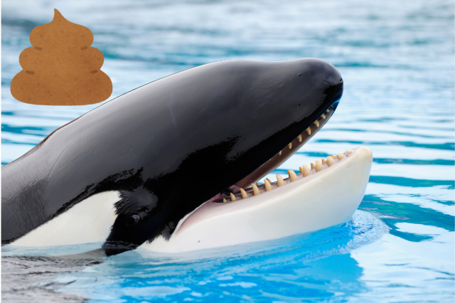 VÍDEO: Una orca es caga en una exhibició i esquitxa els espectadors amb els seus excrements